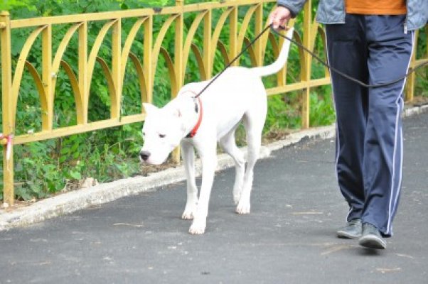 Sesizări la Poliţie, de la constănţenii scandalizaţi că proprietarii de câini periculoşi îi plimbă fără botniţă
